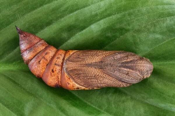 Svízel Hawk-moth chrysalis (Hyles gallii) — Stock obrázek