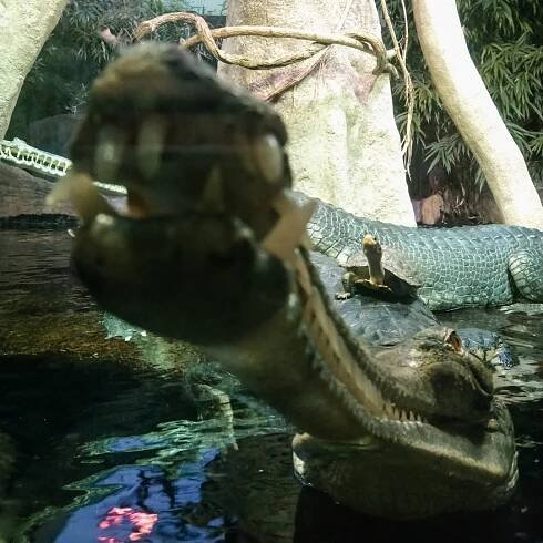 gavial-crocodille-touch
