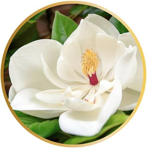 Magnolia grandiflora