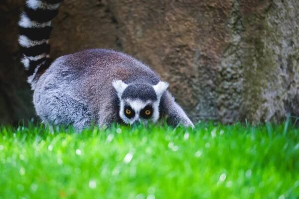 Ring-tailed Lemur in Bioparc, Zoo in Valencia