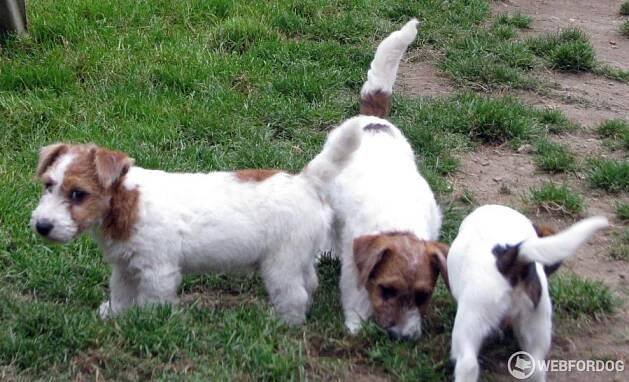 Jack Russell Teriér hrubosrstý na prodej s pp fci Znojmo