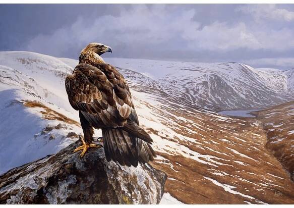 Golden Eagle, Lord of the High Ground Print, Andrew Ellis