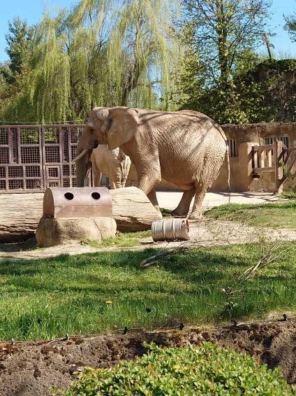 Výlet Zoo Dvůr Králové | Základní škola Pardubice-Dubina, Erno Košťála 870