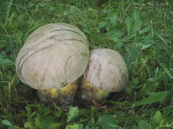 Pozor na záměnu. Hořčáky vypadají jako pravé hřiby, zkazí však smaženici