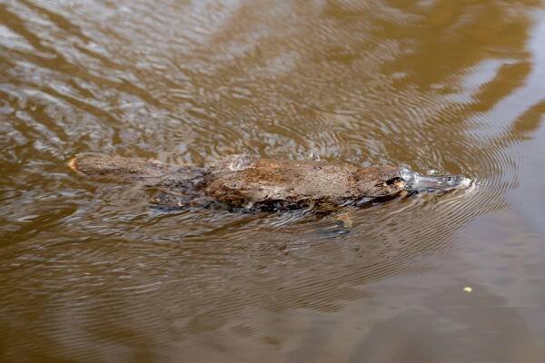 close up platypus tasmania warrawee forest reserve
