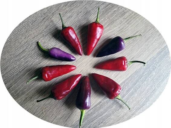 Purple Variegated semena nádherná barevná chilli paprička do květináče HIT Váha 0.1 g