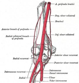 Arteria brachialis – WikiSkripta