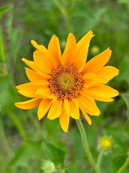 Oxeye Sunflower