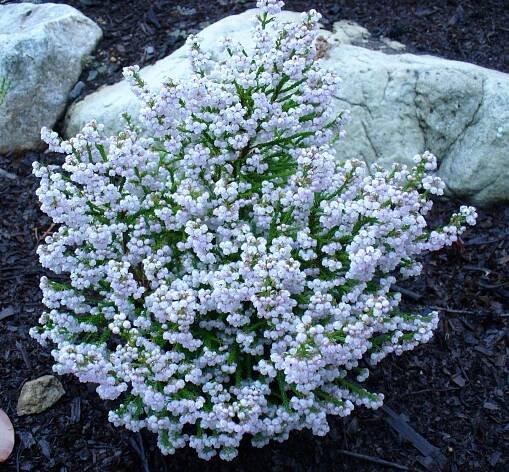 Erica capensis