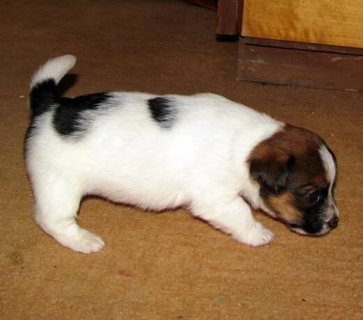 Jack Russell teriér