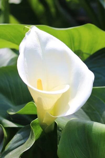 Arum, calla lily - planting and advice on care for this beautiful summer bulb