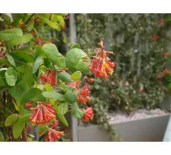Zimolez Heckrottův 'American Beauty' - Lonicera heckrottii 'American Beauty' Kontejner o objemu 2 litry velikost 40-60 cm