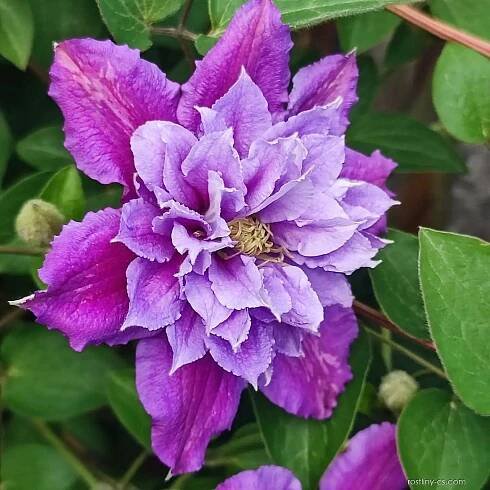 Plamének (Clematis)