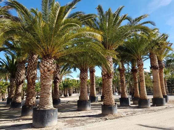 The collection plants – Sun Plantes Viveros, S.L.