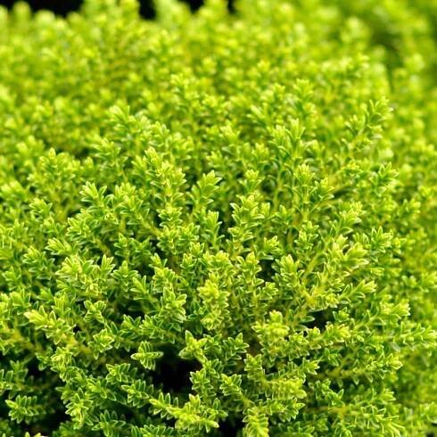 Hebe Emerald Green