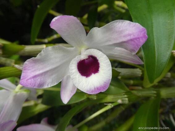 Stromobytec (Dendrobium nobile)