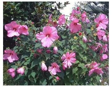 Ibišek bahenní Mallo Rose - Hibiscus moscheutos - prodej semen - 5 ks