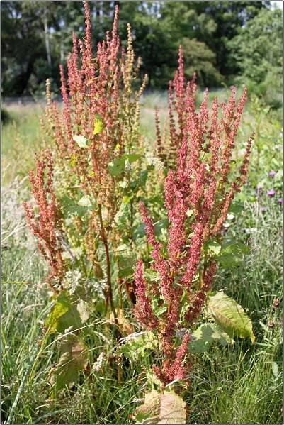 No ‘Weeds’ in the Land of the Docken!