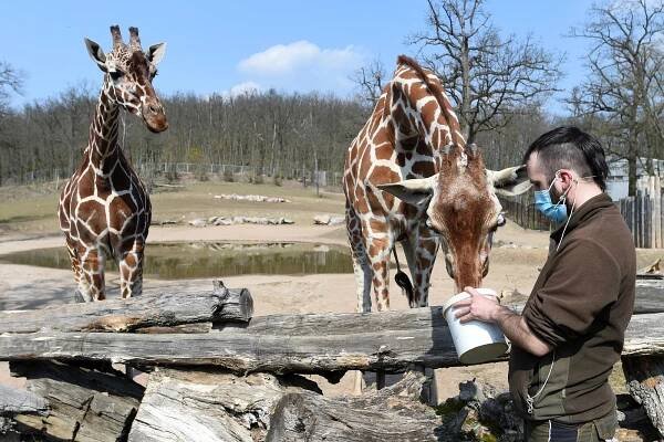 VIDEO: Do zoo jít nejde. Podívejte se, jak krmí žirafy v Brně