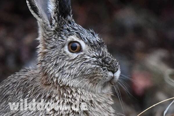 Wildlife in the Darwaz Mountains of Tajikistan – Ralfs' Wildlife and Wild Places
