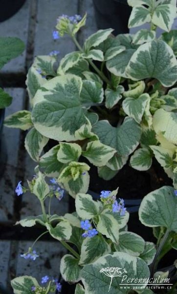 Brunnera macrophylla 'Dawson's White' | Perennicullum