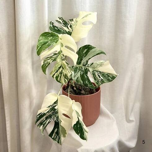 Monstera deliciosa ‘Albo-Variegata’ halfmoon a celé bílé listy