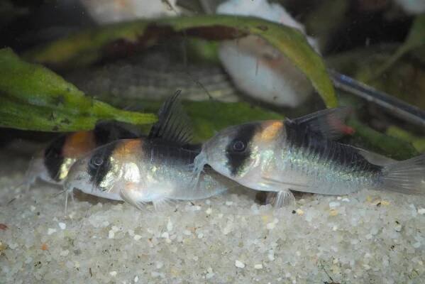 Corydoras Adolfoi: 5 Must-Know Care Requirements in Tank