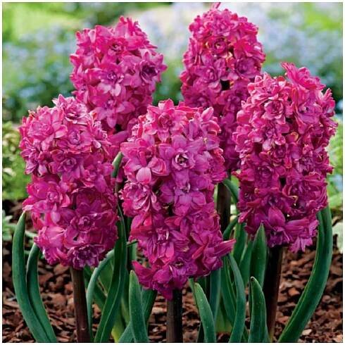 Hyacint plnokvětý Red Diamond – Hyacinthus – cibulky hyacintu
