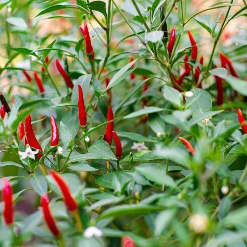 Capsicum frutescens