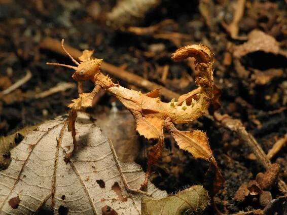 10 Different Insects That Look Like They Are Leaves - A-Z Animals