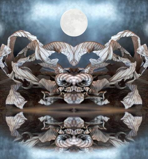 Images tagged "symmetry"