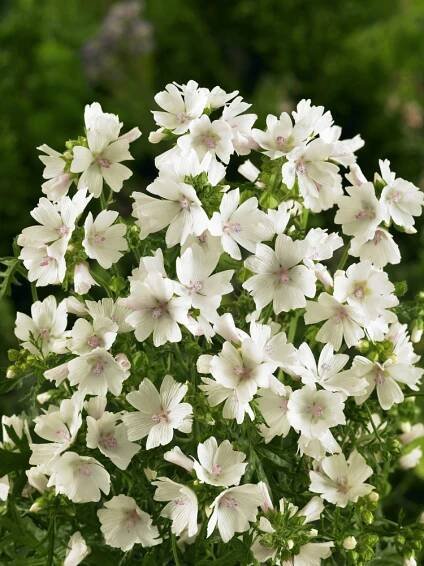 Malva moschata ´Alba´ , Sléz pižmový , K9
