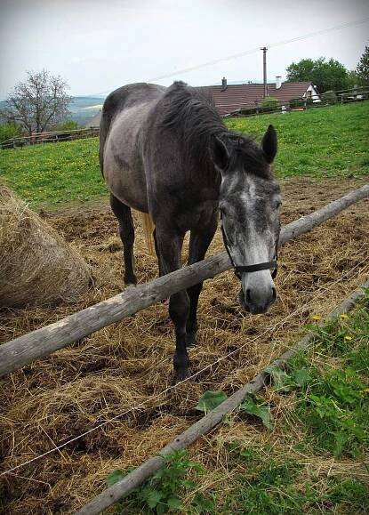 Farma Žlutava foto 6