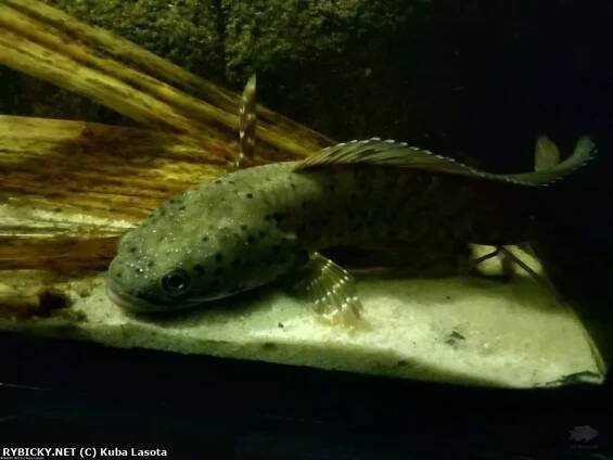 Hadohlavec ornatipinnis - Channa ornatipinnis