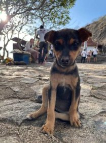 Ulice na Srí Lanke sú plné aj túlavých psov, ktorým domáci aj turisti sem-tam uštedria nejaké jedlo. 