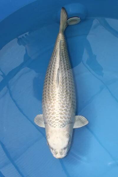 Marudo, Kabuto 81cm Fr. 4900.-