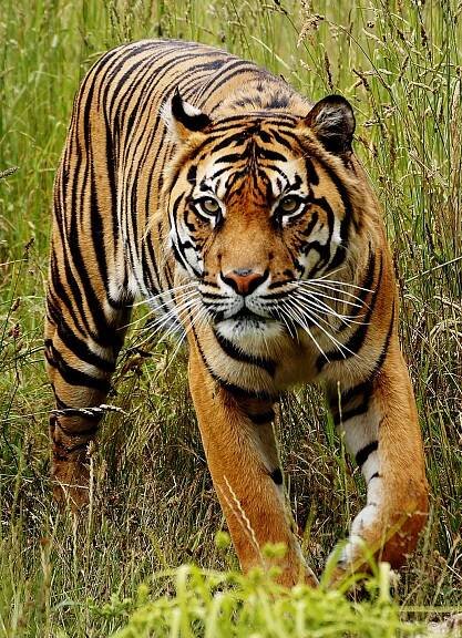 critically endangered sumatran tiger Panthera tigris sondaica