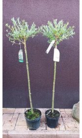 Vrba celolistá Hakuro Nishiki (Salix integra Hakuro Nishiki) - kmínek Velikost: Kmínek 80 cm