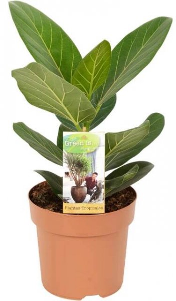 Fíkovník banyán "Audrey" výška cca 35-40 cm průměr cca 17 cm Ficus benghalensis nakoupit u OBI