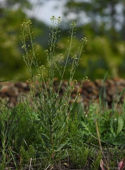 Lnička drobnoplodá (Camelina microcarpa)