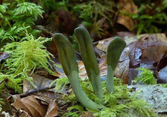 GALLERIES :: Robert Thompson Photography