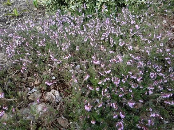 Erica carnea (Vřesovec pleťový) - eshop, prodej, semena, rostliny, pěstování, fotografie, množení, popis, atd. -> www.rostliny.net