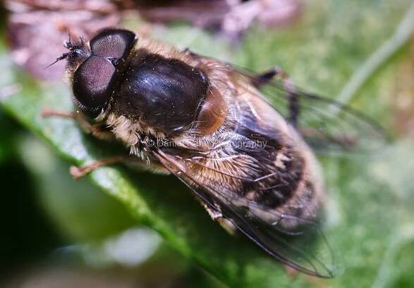 Fly Macro