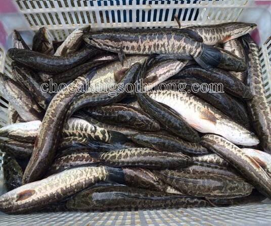 Món ngon | Chợ cá làng Sở Thượng
