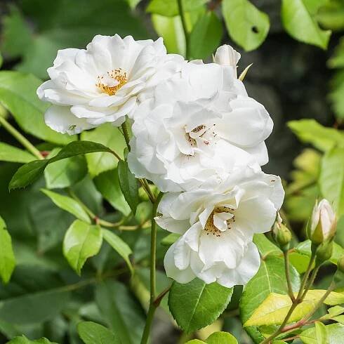 Rosa floribunda 'Fée des Neiges' in Jardin des 5 sens in Yvoire, Haute-Savoie, France