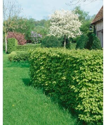 Carpinus betulus , Habr obecný, 80-100 cm, C2