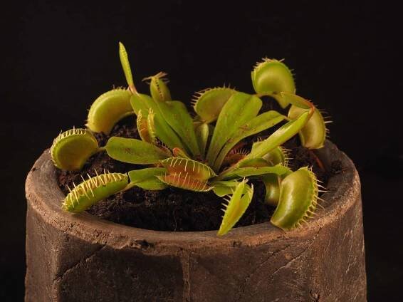 Venus Fly Trap