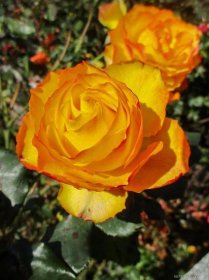 Růže Tequila Sunrise - Velkokvěté růže (Rosa)