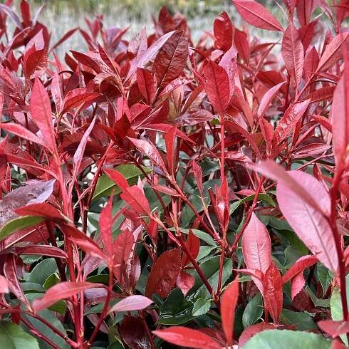 PHOTINIA DEVILS DREAM® – OHNIVO ČERVENÝ SEN O ŽIVOM PLOTE. | Záhradníctvo Zelený dom