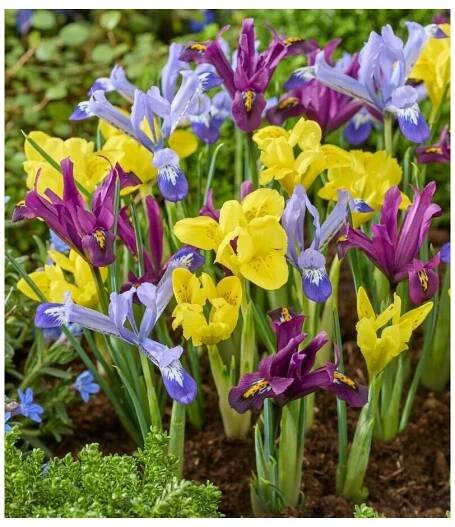 Iris reticulata MIX - směs kosatec, kosatčík - Lukon Glads s.r.o.